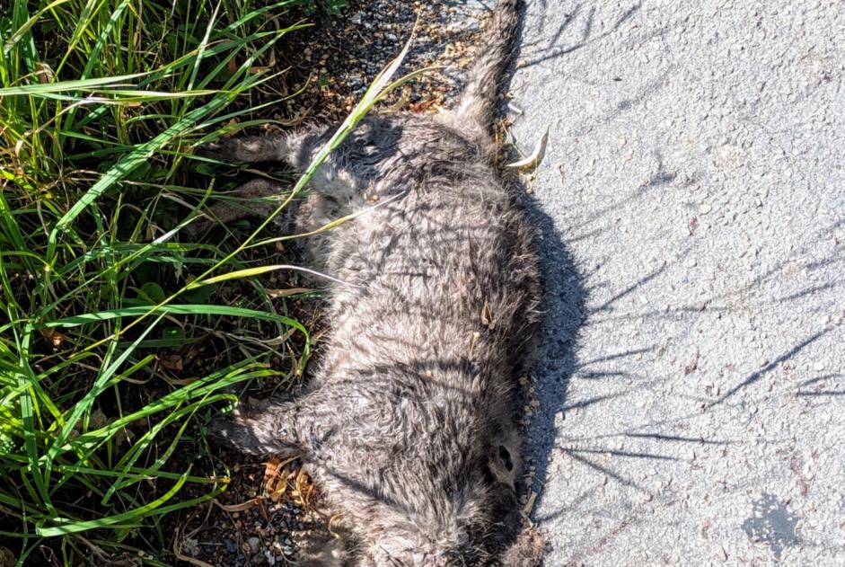 Discovery alert Cat miscegenation Unknown , 6 years Amiens France Discovery alert Cat miscegenation Unknown , 6 years Amiens France