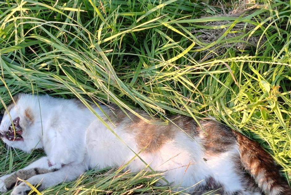Alerta de Hallazgo Gato Desconocido Chuignolles Francia Alerta de Hallazgo Gato Desconocido Chuignolles Francia