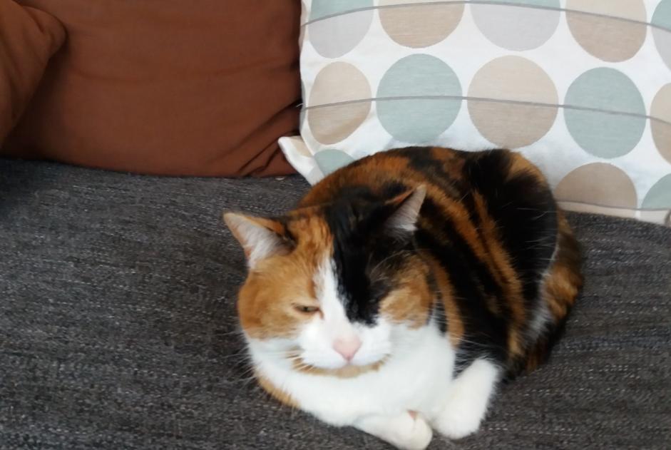 Alerte Disparition Chat  Femelle , 11 ans Estrées-Mons France