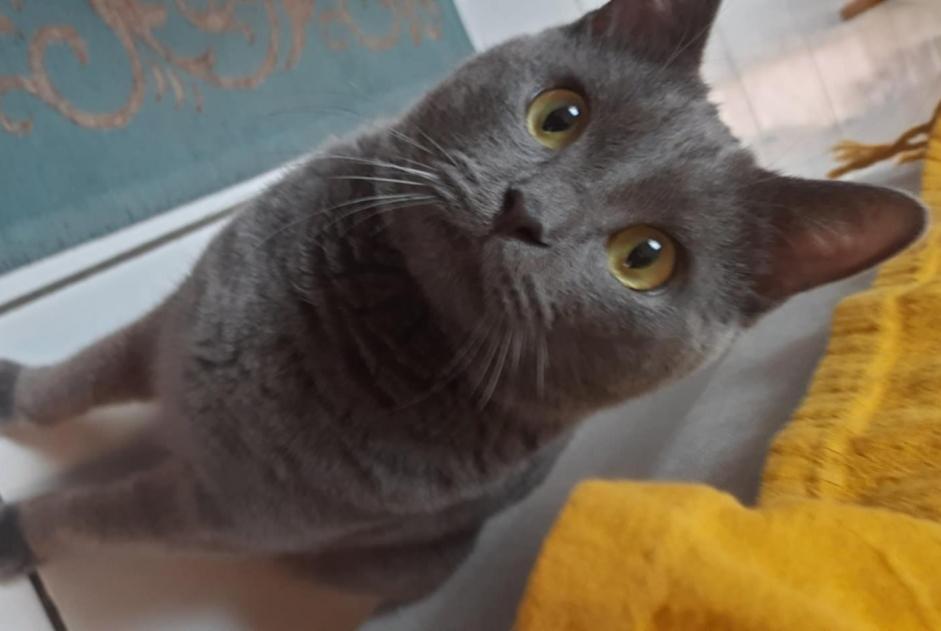 Alerte Disparition Chat  Mâle , 2 ans Amiens France