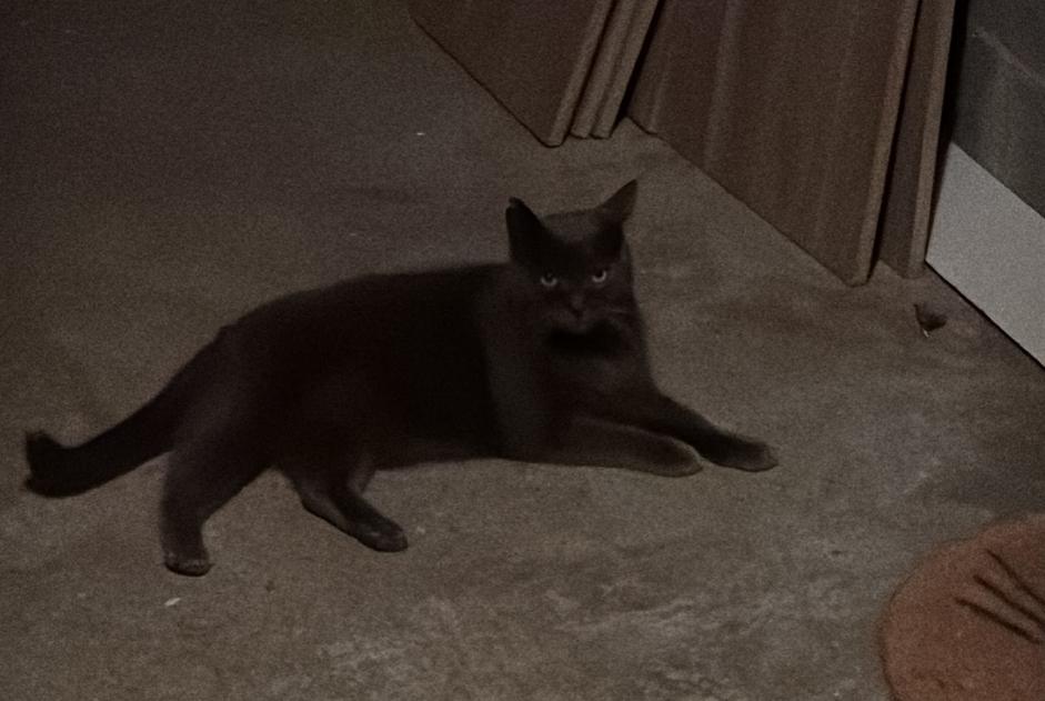 Alerte Disparition Chat Mâle , 14 ans Vauchelles-les-Quesnoy France Alerte Disparition Chat Mâle , 14 ans Vauchelles-les-Quesnoy France