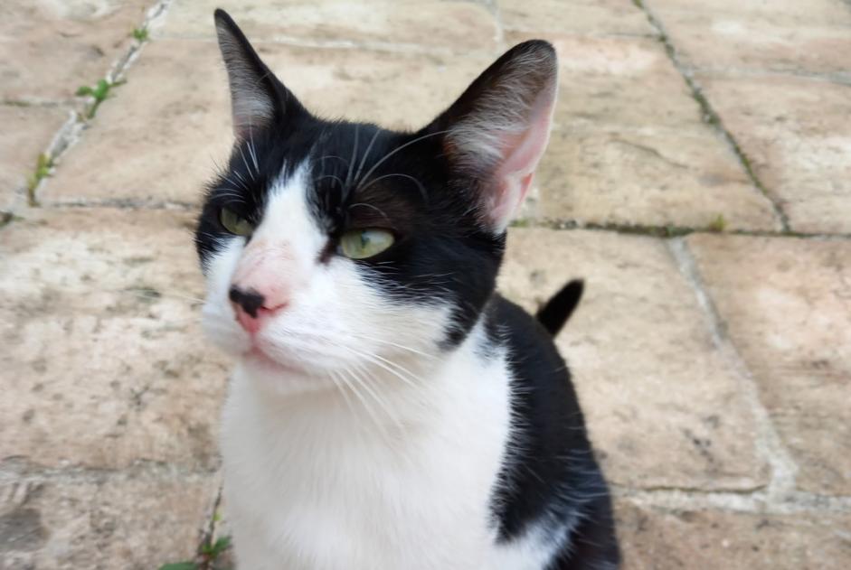 Alerte Disparition Chat Mâle , 4 ans Pont-de-Metz France