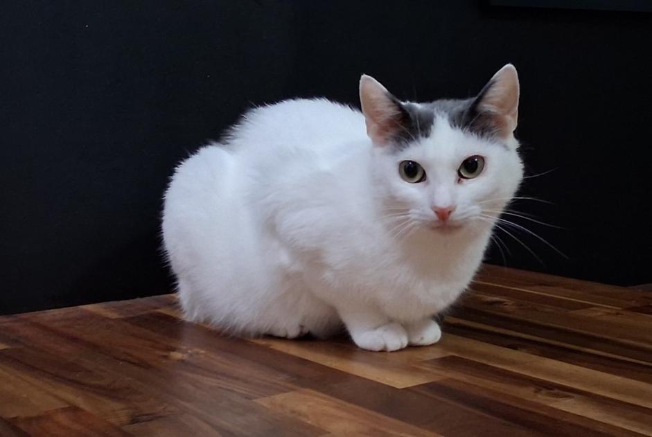 Alerte Disparition Chat Femelle , 8 ans Amiens France