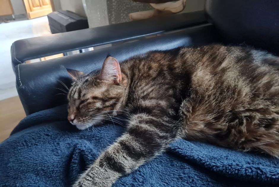 Verdwijningsalarm Kat rassenvermenging Vrouwtje , 5 jaar Amiens Frankrijk Verdwijningsalarm Kat rassenvermenging Vrouwtje , 5 jaar Amiens Frankrijk